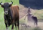 किसान पर किया सांड ने हमला, पेट फाड़कर निकाली आंत