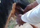 अनोखा बकरा : बकरा दूध देता है जानकर हैरान है सब लोग