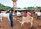 भाजपा नेता व सर्व समाजसेवी समय सिंह जाटव ने अलीपुर गौशाला का किया निरीक्षण