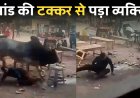 Akhilesh Yadav: सांड की टक्कर से व्यक्ति गिरा, हो रही थी दो सांडो में लड़ाई