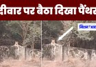 सपोटरा - नारौली डांग में दिखा पैंथर, दीवार पर बैठा दिखा पैंथर, आस पास के इलाकों में दहशत