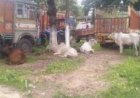 धौलपुर में पशु तस्करी का भंडाफोड़: 8 तस्कर गिरफ्तार, 39 मवेशी मुक्त