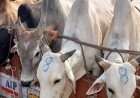 कैथवाड़ा पुलिस ने गौ-तस्कर को किया गिरफ्तार, दो महिलाएं मौके से फरार