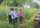 Karauli : ग्राम पंचायत ससेडी में फसल गिरदावरी का निरीक्षण कर जमीनी स्तर पर लिया जायजा