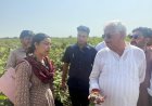 नकली बीजों के खिलाफ सख्त हुए कृषि मंत्री किरोड़ी मीणा, खेतों में पहुंचकर किया फर्जीवाड़े का पर्दाफाश