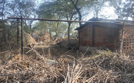 आगजनी से गाय और दो भैंस झुलसी, लाखो का नुकसान