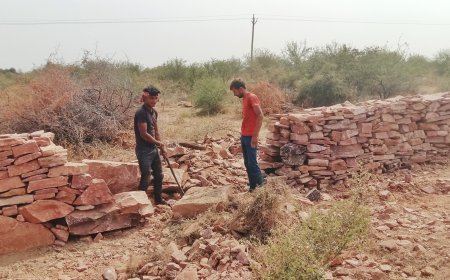 धौलपुर-करौली टाइगर रिजर्व की वाउंड्री वॉल का कार्य जारी, बनेगा देश का 54वाँ टाइगर रिजर्व