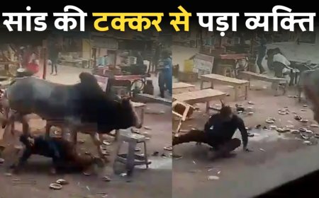 Akhilesh Yadav: सांड की टक्कर से व्यक्ति गिरा, हो रही थी दो सांडो में लड़ाई