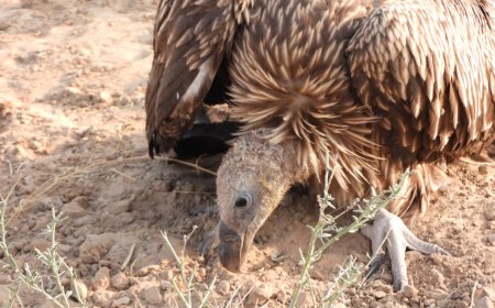 Jaisalmer : संरक्षित हिमालयी ग्रिफन गिद्ध बिजली तारों से टकराकर घायल