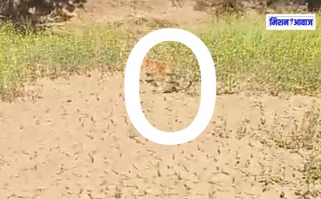 मंडरायल - कैमकच्छ गांव पहुंचा पैंथर का शावक, वन विभाग की टीम ने कैलादेवी के जंगलो में छोड़ा