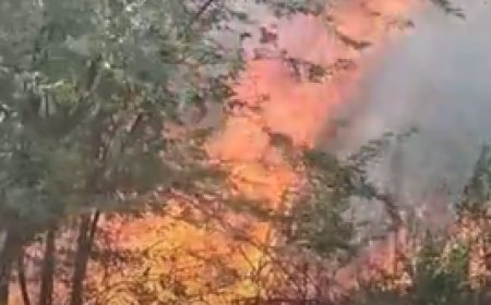 सोनेश्वर बालाजी मंदिर के पास पहाड़ी में भीषण आग, सैकड़ों पेड़-पौधे जलकर खाक