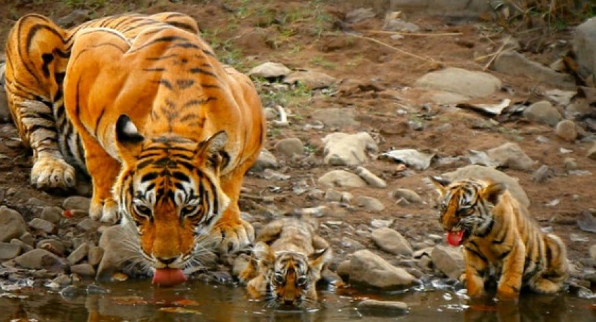 कैलादेवी अभयारण्य में बाघिन टी-135 ने दो शावकों को दिया जन्म, वन विभाग सतर्क