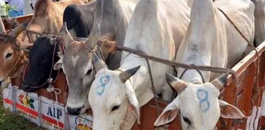 कैथवाड़ा पुलिस ने गौ-तस्कर को किया गिरफ्तार, दो महिलाएं मौके से फरार