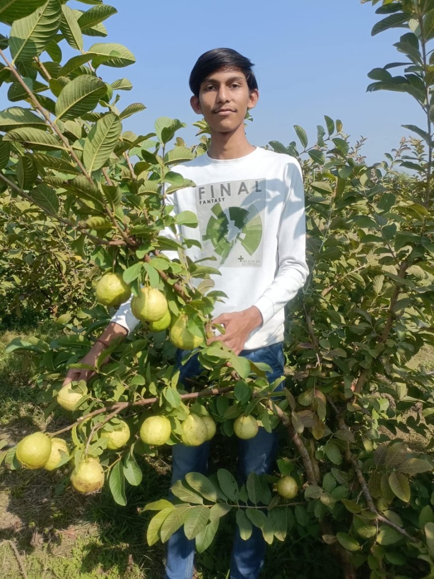 कोटा - बारिश के मौसम में भी अमरूद की खेती फायदे का सौदा