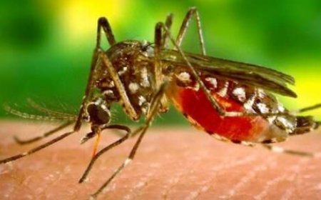 मानसून विदाई के बाद डेंगू का खतरा बढ़ा, अस्पतालों में भर्ती मरीजों की संख्या में उछाल