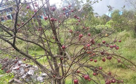 बिलासपुर : भरमौर के बागवानों का सेब बगीचों व घरों में सडने को हुआ मजबूर